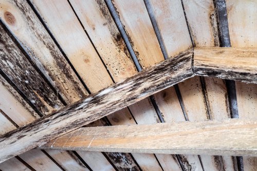 Peeling paint and crumbling wood reveal signs of decay on a window frame.
