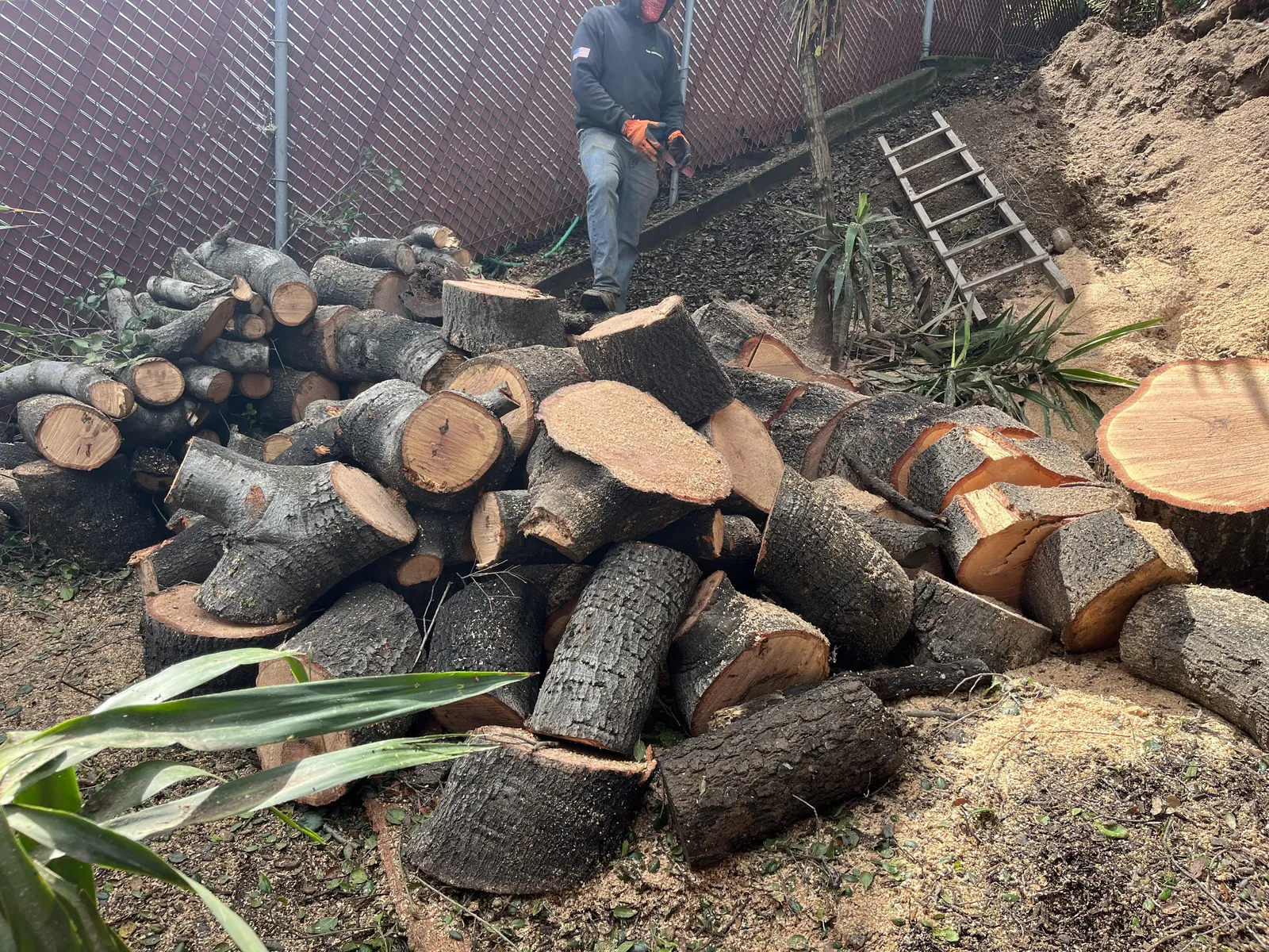 A seasoned firewood log showing deep radial cracks indicating it is ready.